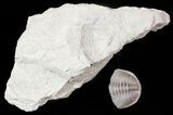 Wide Enrolled Eldredgeops Trilobite - Silica Shale #46593-2